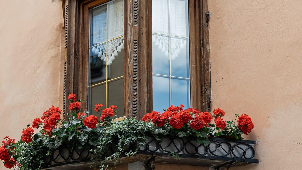 Window with wooden frame and flower box with red flowers on a wall