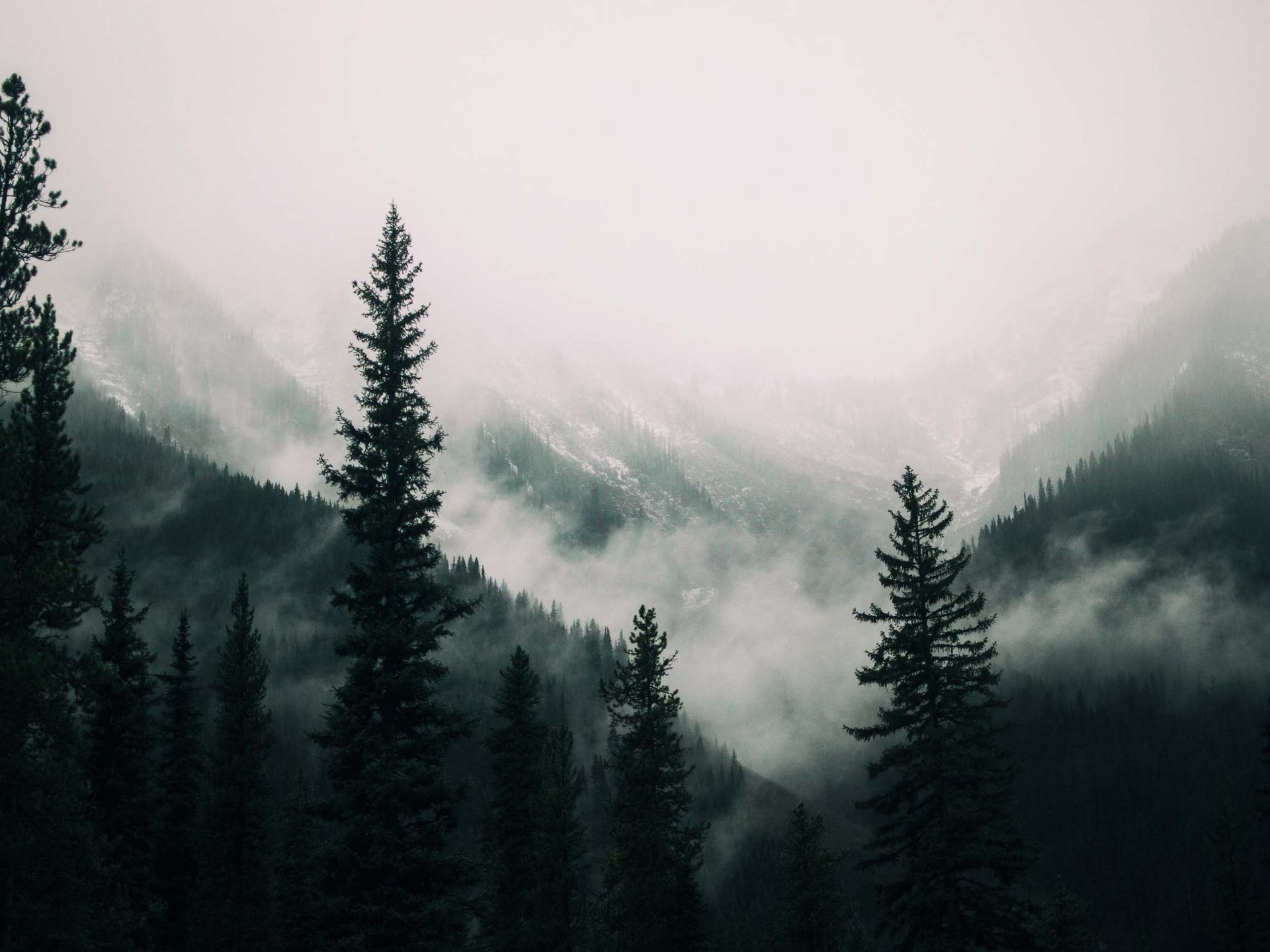 Monta‏gne nebbiose con abeti scuri in primo piano